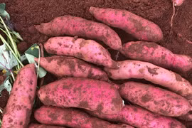 Khoai lang rớt giá còn 3.500 đồng/kg