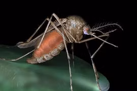 Gallery - Đại dịch Ebola - image 14