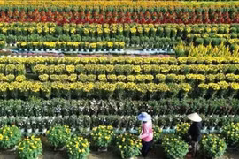 Làng hoa Tiền Giang rộn ràng vào vụ Tết