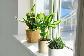 Chăm sóc hoa, cây cảnh như thế nào sau Tết?