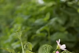 Những sai lầm khi gieo hạt giống cần tránh
