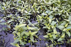 Kinh dị kiểu trồng rau bằng nước đen ngòm ở Hà Nội 