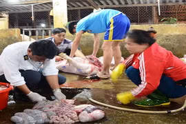 Phát hiện chất tạo nạc tại lò mổ lớn nhất Bắc Trung Bộ 