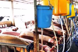 Gallery - 4.000 con heo bị tiêm thuốc an thần ở TPHCM - image 2
