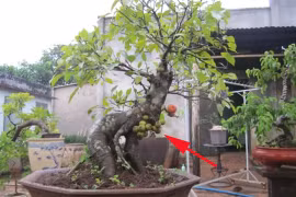Nên đặt cây sung trước hay phía sau nhà thì hợp phong thủy?