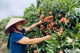 Từng là đặc sản rẻ như cho, nay nổi tiếng thu về nghìn tỷ