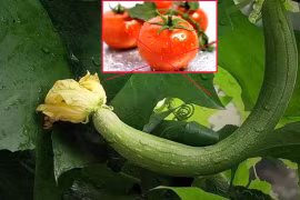 'Kỳ phùng địch thủ' của mướp, cả hai tuyệt đối không được ăn cùng nhau 