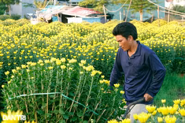 “Thà đập bỏ còn hơn bán rẻ” hoa Tết, lý do gây bất ngờ