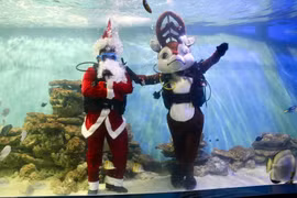 Ông già Noel, tuần lộc và người tuyết bơi trong bể cá ở Nha Trang