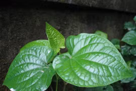 Gallery - Bí quyết sống khỏe - image 10
