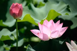 Người có bốn điềm lành này là người có phước báu