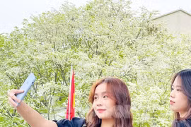 Đẹp ngỡ ngàng mùa hoa sưa nở trắng trời Hà Nội
