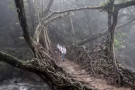 Giải mã bất ngờ về sự hình thành của những cây cầu 'sống'