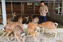 Trại nuôi hươu tiền tỷ ở Hà Tĩnh