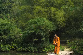 Nhà sư và rừng tre trúc Việt 