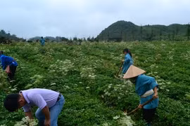 90% dược liệu nhập từ Trung Quốc: Khó phân biệt với... rác