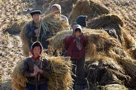 FAO: Tin về nạn đói ở Triều Tiên là bịa đặt