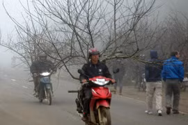 Rẽ sương mù thăm chợ đào rừng Lóng Luông 