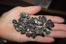 Săn đặc sản “trời cho”... chỉ đại gia dám mua