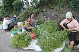 Loạn đặc sản