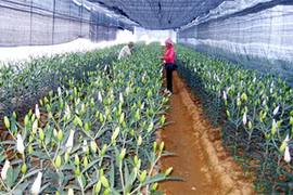 Lưu ý khi bảo quản, giữ hoa tươi lâu