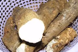 Củ mài chống động thai