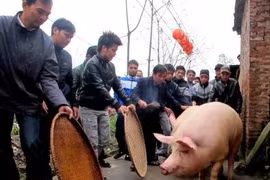 Ngôi làng coi lợn như vật báu 