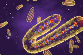 Biết gì về nguồn gốc virus sốt xuất huyết Marburg gây tử vong tới 90%?