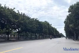 Từng là đối tác của Công Minh, Cây xanh Tây Nam Bộ làm gì ở xứ Nghệ?
