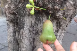 Quả roi mọc "bất quy tắc" khiến gia chủ chỉ lo chăm chứ chẳng dám ăn