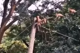 Video: Cố cứu đồng loại kẹt trên cột điện, đàn khỉ bị giật chết thảm