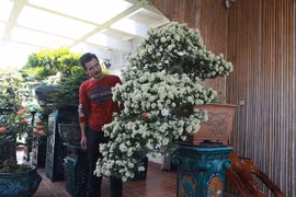 Tuyệt phẩm “Hòn ngọc Viễn Đông” bung nở giữa lòng Hà Nội