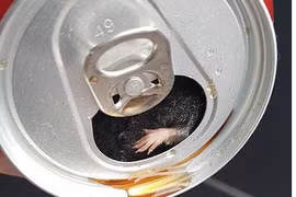 Gallery - Coca-Cola bị tuýt còi