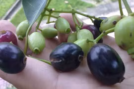 Loại quả lạ có tên không hấp dẫn nhưng giá vài trăm nghìn/kg