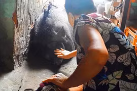 Nuôi heo rừng 200 kg làm... thú cưng