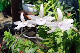 Những thương vụ lừa đảo lan đột biến