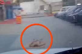 Video: Ra giữa đường nằm ngủ cho mát, bị ô tô SUV nuốt gọn vào gầm