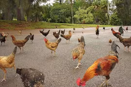 Quần đảo Hawaii biến thành nhà của gà hoang