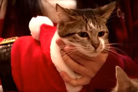 Video : Những ông già Noel mèo ở Hàn Quốc