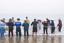 Mùa này cứ ra biển là "kéo" được hàng tạ cá ngảng