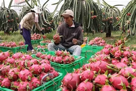 Trái cây Việt ngược dòng xuất mạnh sang Thái Lan