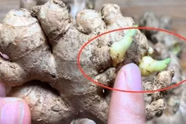Mua gừng làm mứt Tết nhớ chú ý 3 điểm, kẻo càng ăn càng gây hại