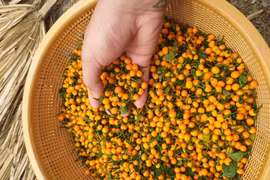 Loại ớt ở nước ngoài bán nửa tỷ/kg, trong nước lại rẻ bất ngờ