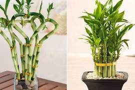 Ý nghĩa phong thủy của cây phát tài