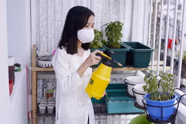 Tự làm vườn bằng đồ dùng tái chế trong giãn cách