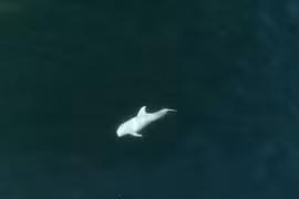 Video: Phát hiện cá heo bạch tạng cực hiếm ngoài khơi nước Mỹ
