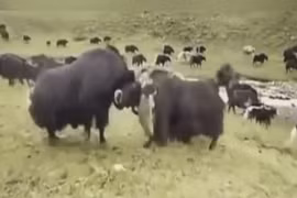 Video: Màn dùng sừng nhấc bổng đối phương của bò xạ hương