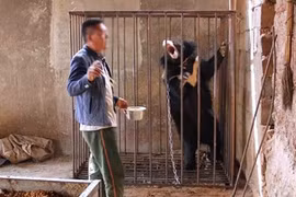 Chó hoang được nhận nuôi bỗng “hóa gấu” khổng lồ