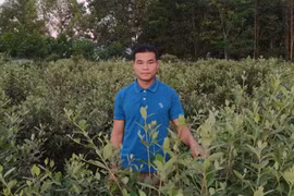 Đem cây dại về trồng bán, người đàn ông Lạng Sơn thu cả tỷ đồng/năm