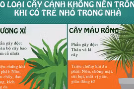 Nhà có trẻ nhỏ, tuyệt đối không trồng 10 loại cây này